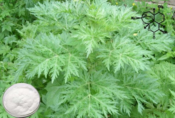 Καθαρό βότανο CAS 63968-64-9 Εκχύλισμα Artemisia Annua C15H22O5 2