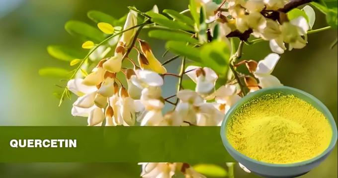 Εκχύλισμα φυτού Κερκετίνη σε σκόνη 98% Εκχύλισμα Sophora Japonica CAS 117-39-5 0